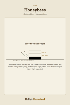 Holly’s Homestead honeybees guide card