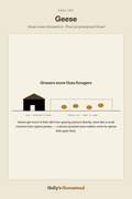 Geese diagram — Animal Guide from Holly's Homestead