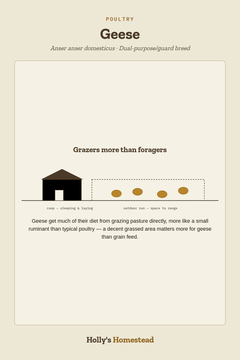 Holly’s Homestead geese guide card