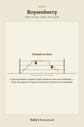 Boysenberry diagram — Grow Guide from Holly's Homestead