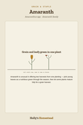 Amaranth diagram — Grow Guide from Holly's Homestead
