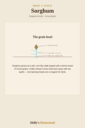 Sorghum diagram — Grow Guide from Holly's Homestead
