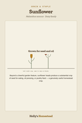 Sunflower diagram — Grow Guide from Holly's Homestead
