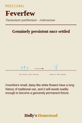 Feverfew diagram — Grow Guide from Holly's Homestead
