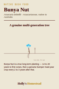 Bunya Nut diagram — Grow Guide from Holly's Homestead