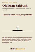 Old Man Saltbush diagram — Grow Guide from Holly's Homestead