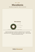 Macadamia diagram — Grow Guide from Holly's Homestead