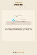 Peanuts diagram — Grow Guide from Holly's Homestead