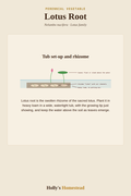 Lotus Root diagram — Grow Guide from Holly's Homestead