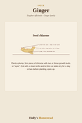 Ginger diagram — Grow Guide from Holly's Homestead