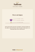 Saffron diagram — Grow Guide from Holly's Homestead